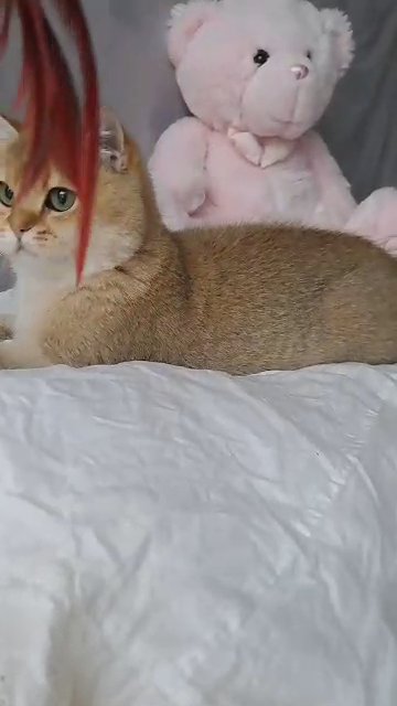 Black Golden shaded BSH girl ?