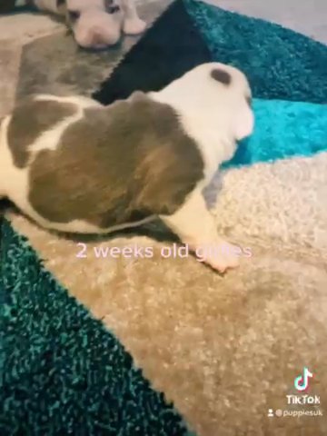 leilas pups