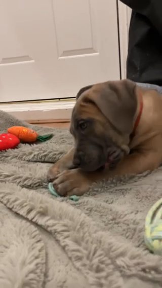 Exceptional Full Pedigree Cane Corso Puppies in Redbridge
