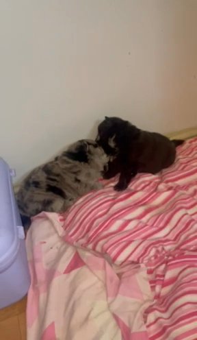 Girl And Boy Chow Chows Both Merle in Bradford