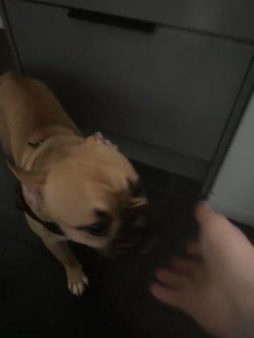 8 Month Old Frenchie Super Sweet in Blaenau Gwent