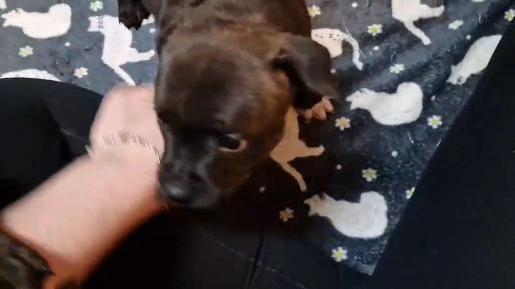 Beautiful KC registered female in Barnsley