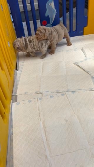 English Bulldog Boy in Nuneaton & Bedworth