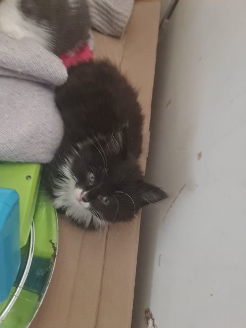 black and kitten in Wolverhampton