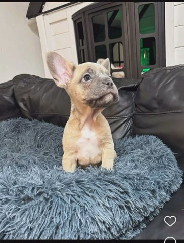 French Buldog X Miniature Poodle in Kent