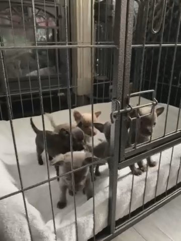 Chihuahua ‘Mini Short Haired’ in Redditch