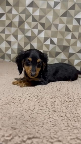 Long Haired Miniature Dachshund Puppies in Wolverhampton