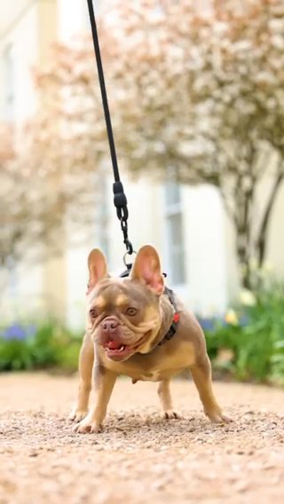 Isabella and tan Frenchbulldog Girl in South Buckinghamshire