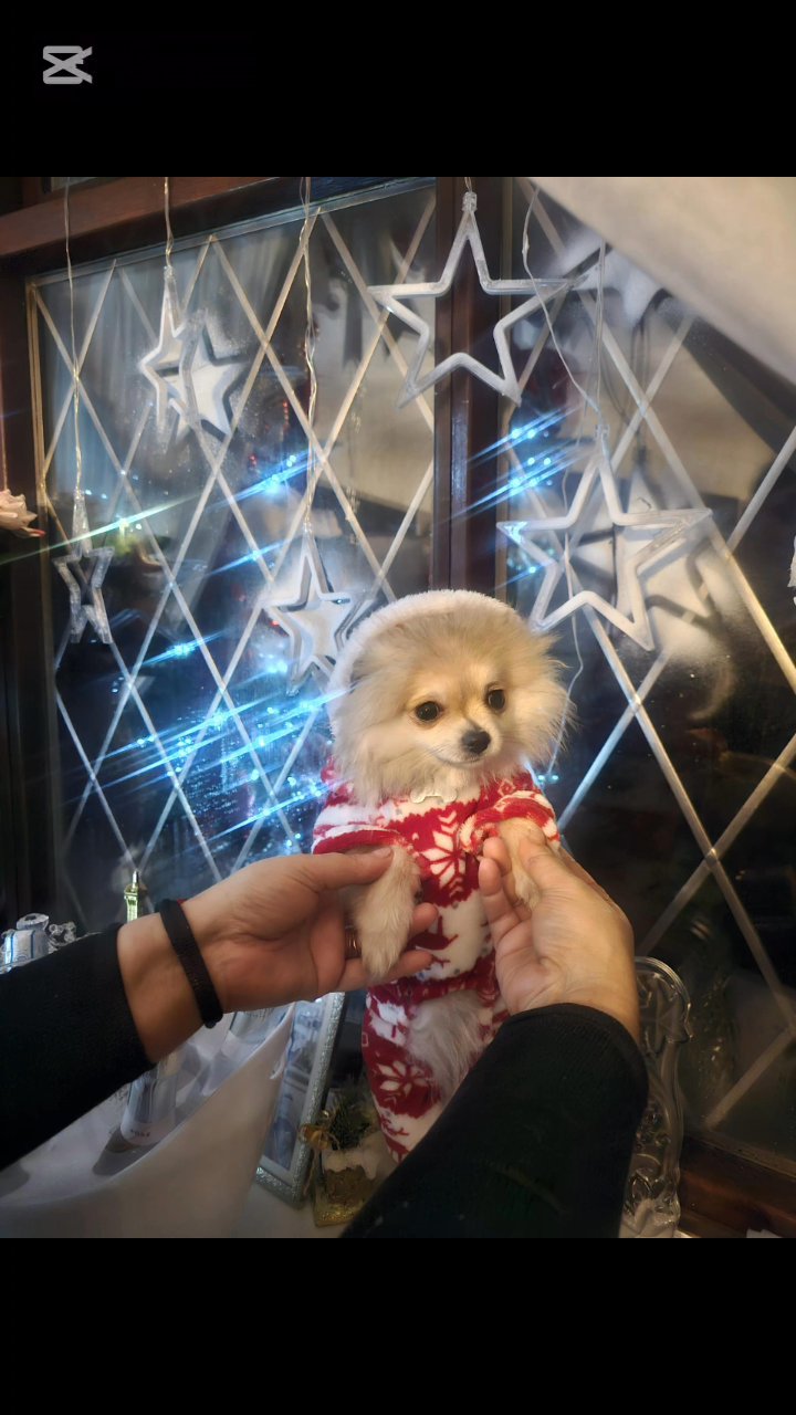 Pomeranian in North West Leicestershire