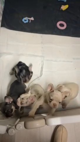 French Bulldogs - KC Reg Fluffy Carriers❤️? in London