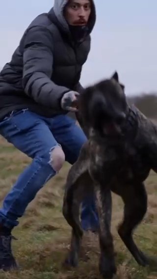 Working Perro de Presa Canario STUD in Birmingham