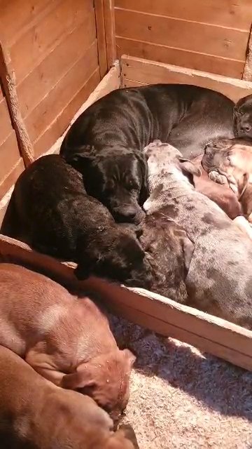 cane corso in Oxford