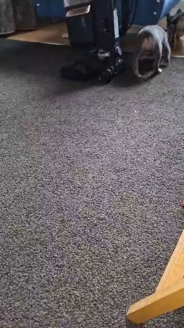 female french bull dog pups ready now in Birmingham