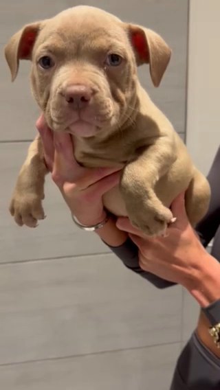 Female Pocket Bully in Birmingham
