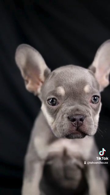 Micro Frenchbulldog in Birmingham