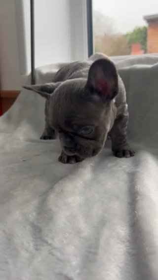 French Bulldog in Bromsgrove Worcestershire