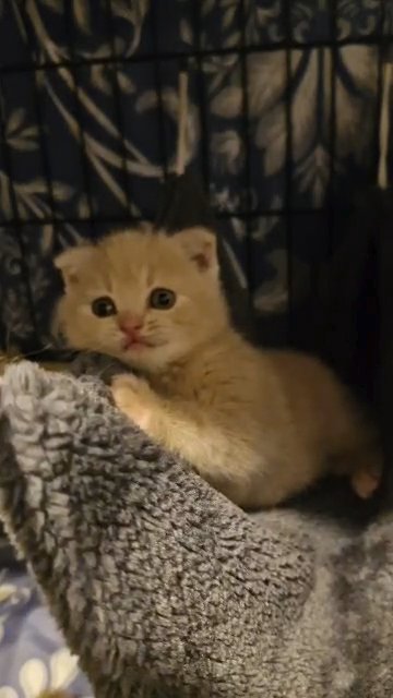 Scottish Folds and Straight (ALL SOLD) in Stevenage