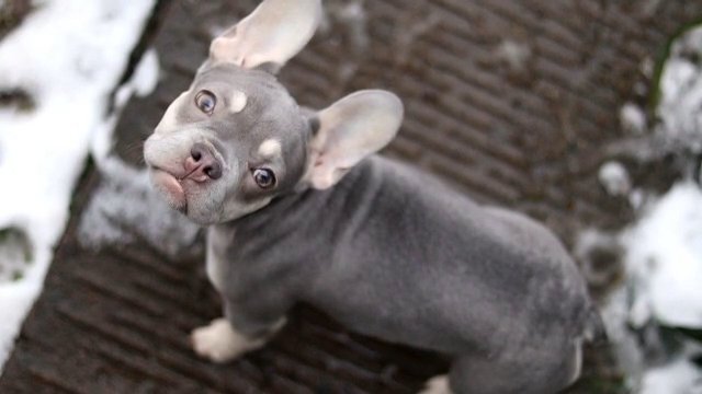 Micro frenchbulldog in Birmingham