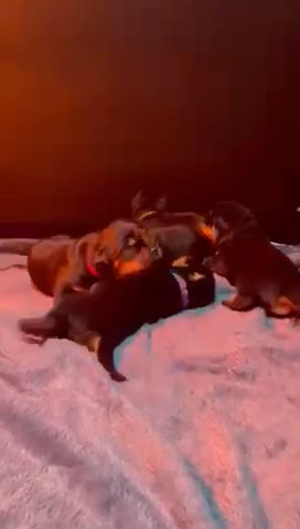 STUNNING EUROPEAN BLOODLINE ROTTWEILER PUPS