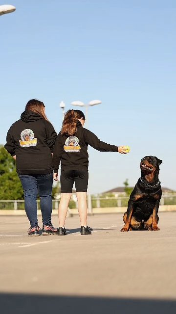 KC Health Tested Rottweiler For Stud in Birmingham