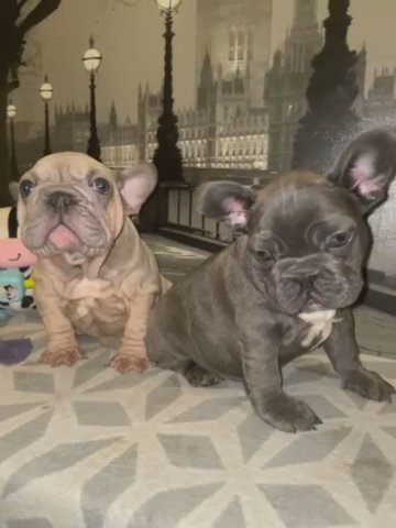 French Bulldogs in London