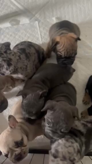 French Bulldog Big Rope Male in London