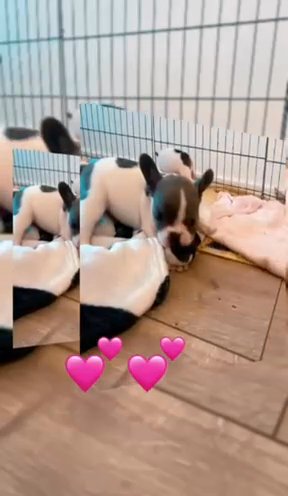 French Bulldogs For Sale in Blackburn with Darwen