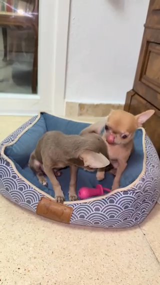Adorable Babies Chihuahua Puppies For Adoption in Hertfordshire