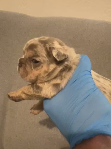 French Bulldog in Cheshire West and Chester