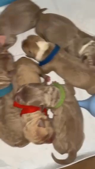 Pocket Bully Pups in London