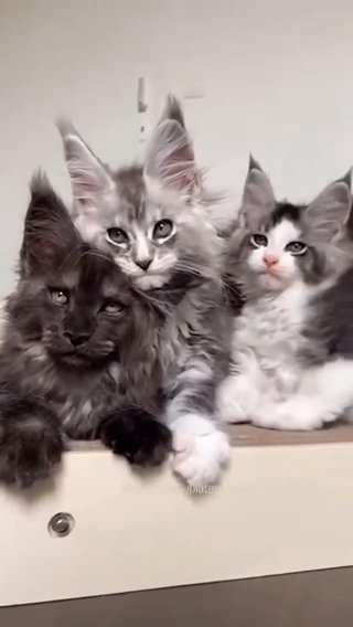 Maine Coon Kittens Available For Adoption in Hertfordshire