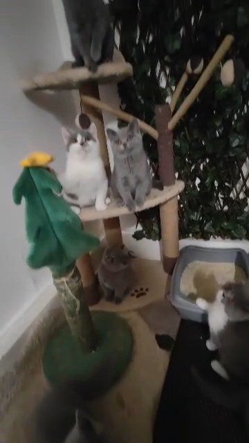 GCCF British Shorthair Kittens