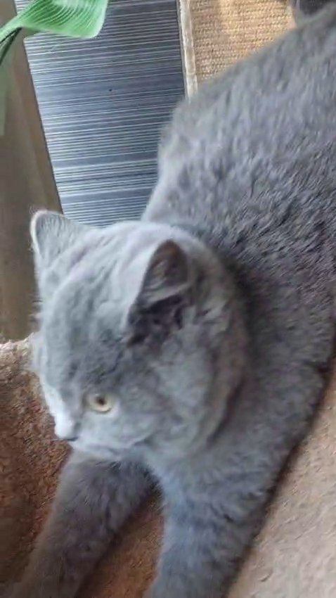 Tremendous Little BSH Teddy Kittens