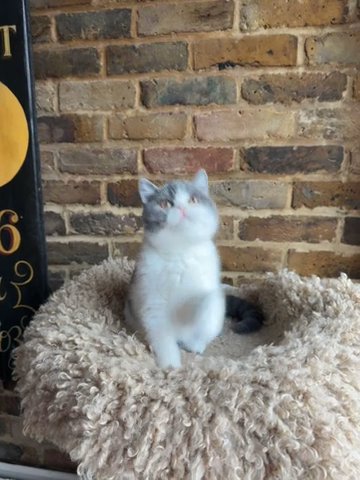 GCCF registered bicolour bsh kitten in London