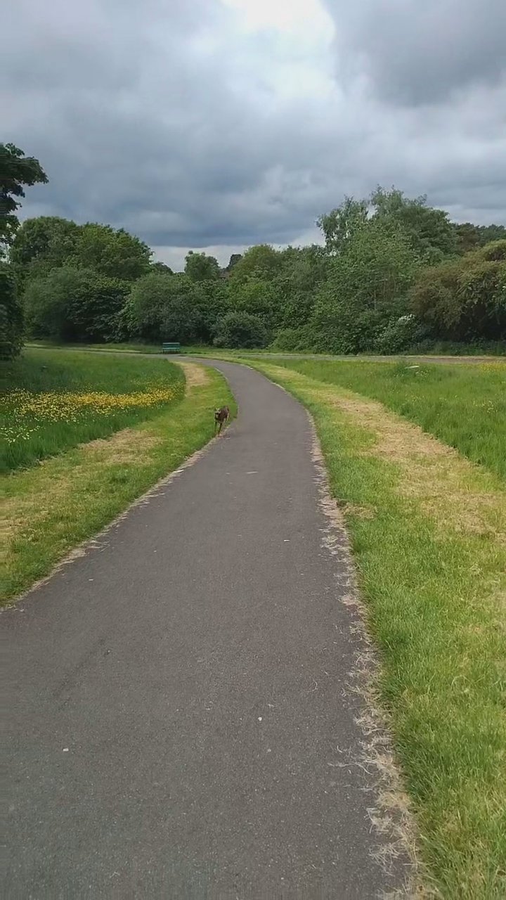 lurcher in Staffordshire