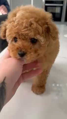 All SOLD Teacup Red Toy Poodle Female in Liverpool