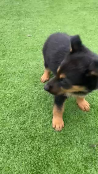 German Shepherd Pupy