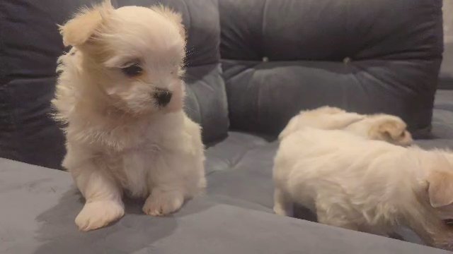 3 Maltese puppies for sale to loving homes! in Croydon