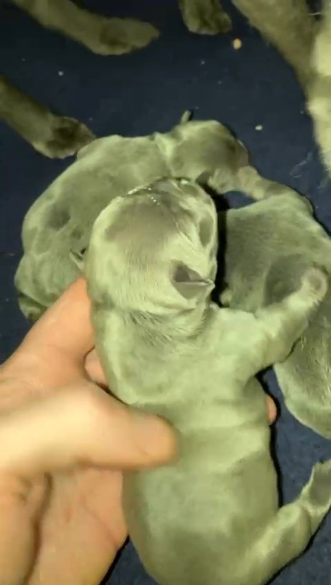 fluffy kc registered french bulldogs in London