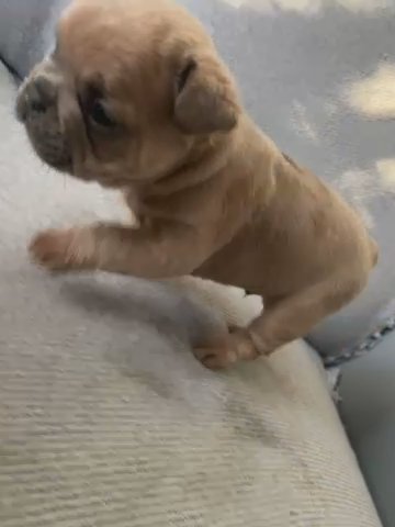 French Bulldog in Cheshire West and Chester