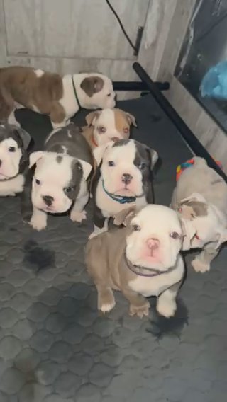 Olde English Bulldog in Hampshire