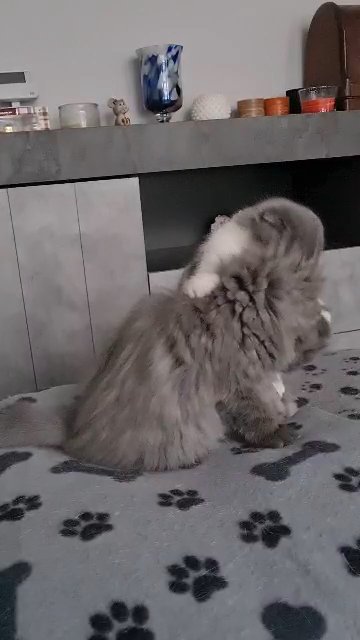 SHOW CLASS SCOTTISH FOLD MALES ??????‍⬛ in Manchester