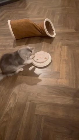 Maine Coon in Glasgow