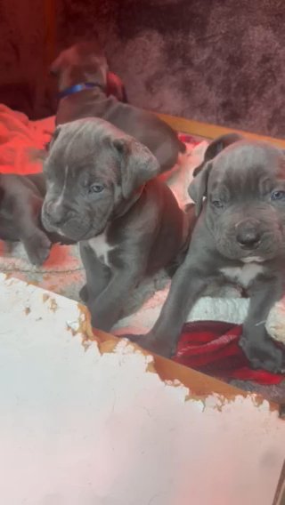 Champion Bloodline Cane Corso Puppies in London