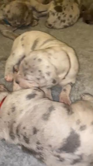 Cane Corso Puppies in Suffolk