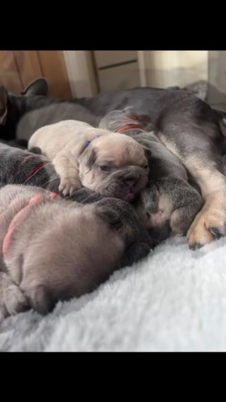 French Bulldogs in Cheshire West and Chester