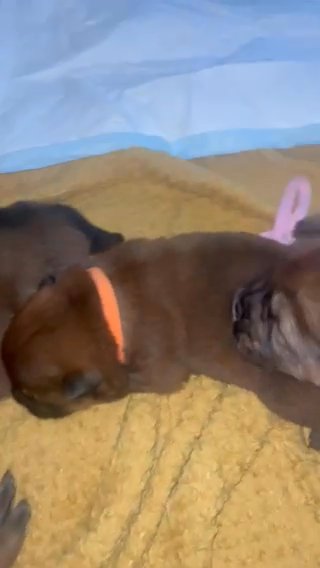 Fawn Fluffy Chow Chow Pups in Doncaster