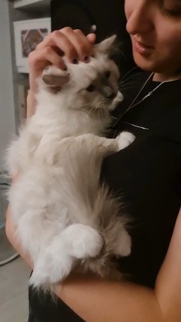 Ragdoll Kittens