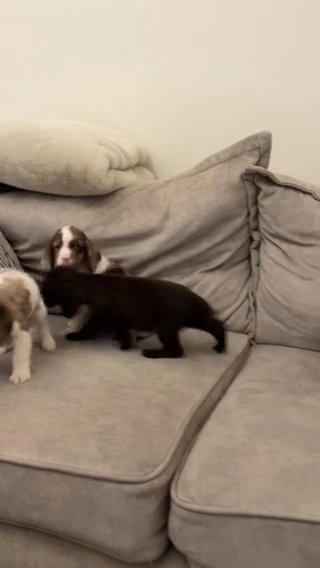 Cocker Spaniel Puppies in Birmingham