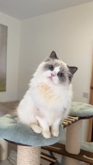 Tica Registration blue bicolour girl in Sheffield